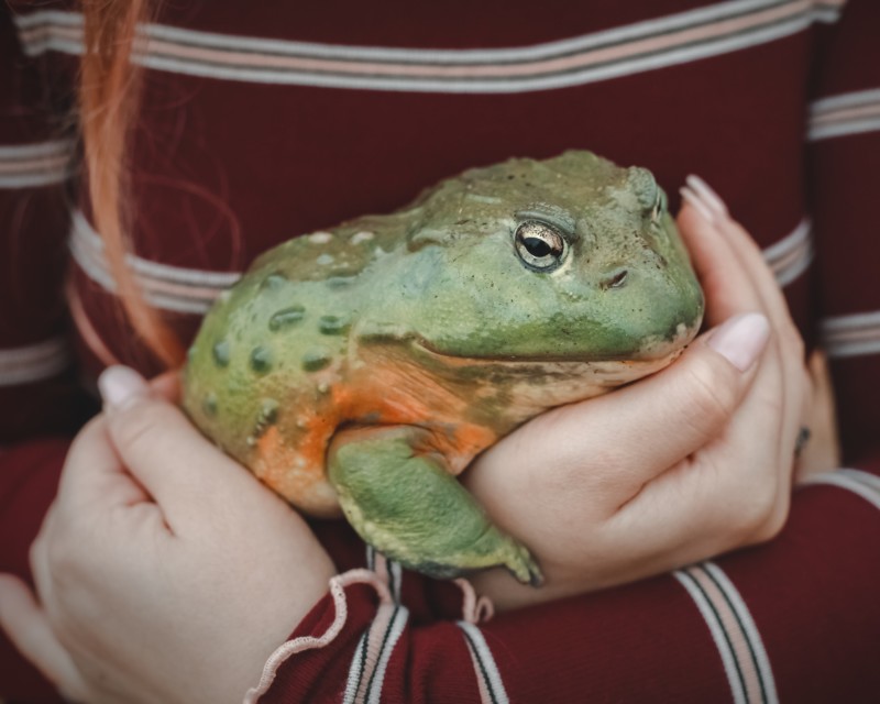 African Bullfrog (pyxicephalus,Adspersus) African Bullfrog, In Girls Hand.